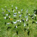 Flock of birds